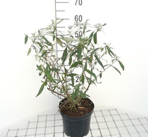 Buddleja dav. 'Royal Red' - Buisson Des Papillons 'Royal Red ', Arbuste Aux Papillons 40-60 cm en pot