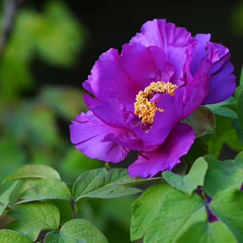 bulbi di peonia - bulbi di resistenti per il recisi da giardino decorazione da per esterni balcone esterno luoghi soleggiati regali 3pcs