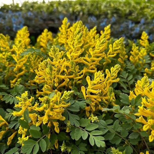 semi di speronella - aiuole rialzate, luoghi soleggiati speronella, giardino da interno perenne resistente tappezzante 220pcs