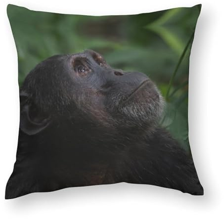 20x20inches (50x50cm) Pillow Covers, Chimpanzee Look Up in The Tree Tops, Chair Cushions, Sofa Cushions, Seat Pillow Cases Cushions, Bed Pillowcase Cushions