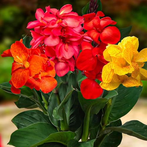 Canna Pflanzen - Riesen Kollektion - 5 Wurzeln - Mix 5 Sorten Stauden - Echte Pflanzen aus Holland - für Garten (kein Samen en nicht winterhart)