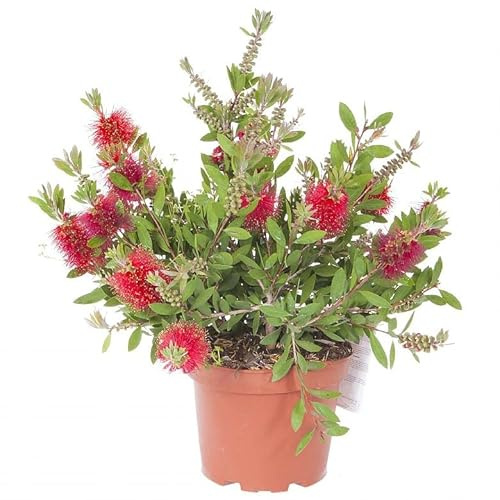 Callistemon Arbusto Natural Planta de Exterior para Paisajismo