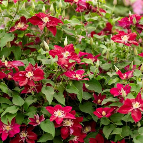 Clematis ‘Elpis’ – Deep Red Repeat Flowering Climbing Plant, Velvety Large Blooms, Compact Habit, Ideal for Patio Containers & Garden Borders, Easy Care, 3 Litre Pot x1 by Thompson and Morgan