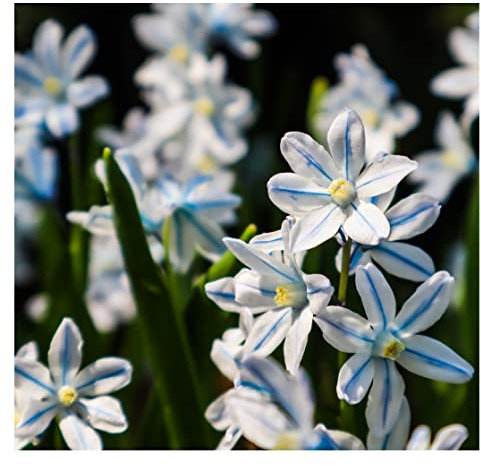 20 x Puschkinia Libanotica Russian Snowdrops Early Spring Flowering Bulbs Blue Garden Perennial Plant