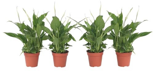 Plant in a Box - Spathiphyllum 'Torelli' - Friedenslilie - Einblatt - Zimmerpflanzen - 4er Set - Topf 12cm - Höhe 30-45cm