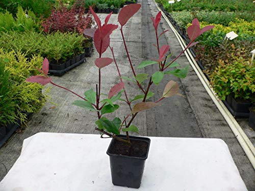 The Seeds of the Package: Photinia Fraseri Red Robin, Red Eye-catching Boy Construction 9 cm Size Pot : Seeds Only