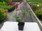 The Seeds of the Package: Photinia Fraseri Red Robin, Red Eye-catching Boy Construction 9 cm Size Pot : Seeds Only