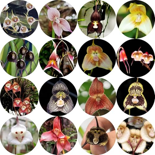 semi di orchidea scimmia orchidee decorativi, resistenti all'esterno di orchidea faccia di scimmia per il giardino, resistenti 250pcs