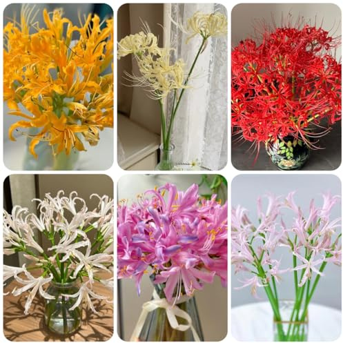Giglio ragno - lycoris radiata - di sangue rari primaverili, lungo periodo di autunnali, da giardino da interno decorazioni 4bulbi