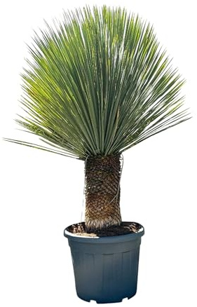 Sunny Tree - Yucca Rostrata - Palme - Stammhöhe 40/50 cm - 160 cm - Winterhart- Palmlilie