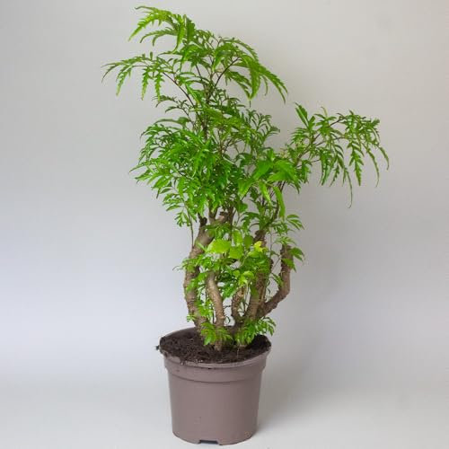 Polyscias House Plants – Elegant Indoor Greenery for Home & Bedroom Decor – Alternative to Artificial & Fake Plants – Perfect for Plant Pots & Office Spaces (Polyscias Fruiticosa)