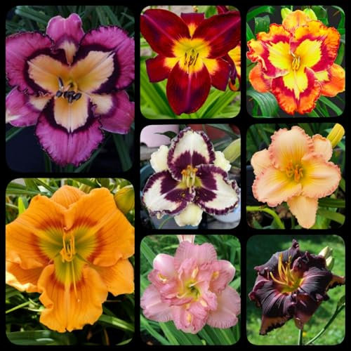 Daylily Roots Daylily Plant，Strong Plants That Grow Well/Mix Golden Jade Carving Feels Perfect.-8 Bulbs-H