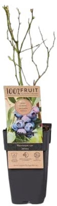 Planta Vaccinium Corymbosum Arándano Azul o Morado Fruto del Bosque Arbusto Natural