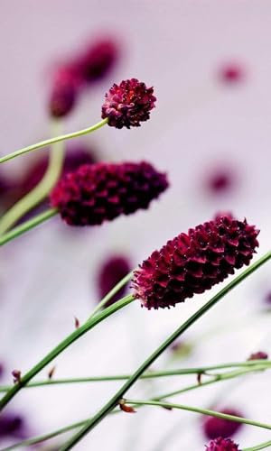 Fotomural FLORAL VIOLETA 150 x 250 cm | Papel Pintado Fotográfico - tejido no tejido | CALIDAD PREMIUM - HECHO EN LA UE - Incluye pegamento para papel tapiz
