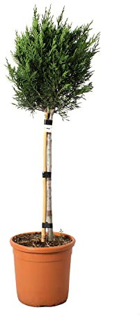 KENTIS - Cupressocyparis Leylandii - Zypresse – Immergrüne Echte Heckenpflanze – Aussenpflanze – Hoch 90-100 cm Topf Ø 22 cm