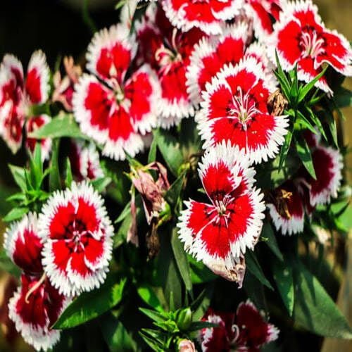 100 piezas de semillas de clavel rojo y blanco (Dianthus caryophyllus)