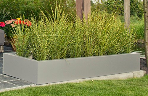 GARTEN SCHLÜTER® Chinaschilf 'Gold Bar'