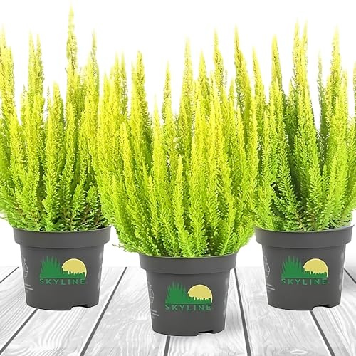 Heidekraut, Knospenheide, Besenheide, Farbe Rot, Weiß, Rosa, Violett, 3x Pflanze im Topf, Calluna vulgaris, für Balkon, Terrasse oder Garten, Winterhart & Mehrjährig, Blühend (Gelb)