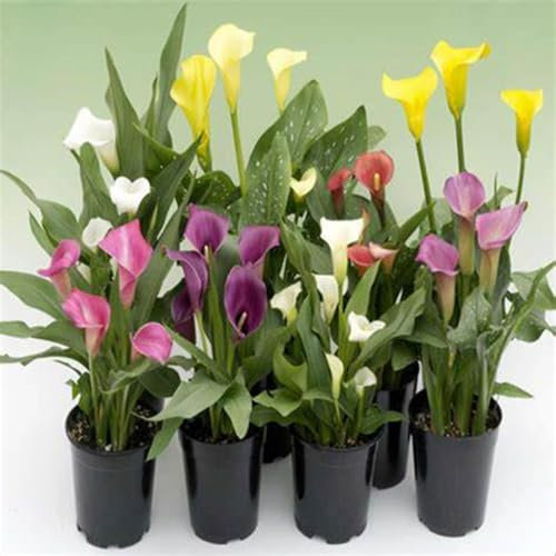 Perfekte Schnittblumen,Calla-Zwiebeln,Hochzeitsblumen,Seltene Pflanzen,Zierblumen,Lebende Pflanzen,Winterharte Zwiebeln,Calla Pflanze Zwiebeln,Natürlich-8 Zwiebeln-E