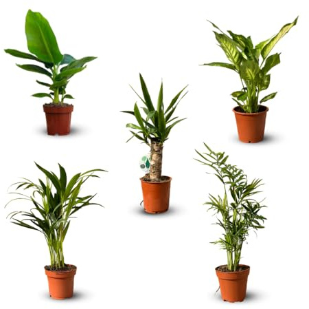 Attitude Jardin - Lot de 5 de plantes d'intérieur - 30-40 cm - ⌀ 12 cm - lot de 5 - purificateur d'air