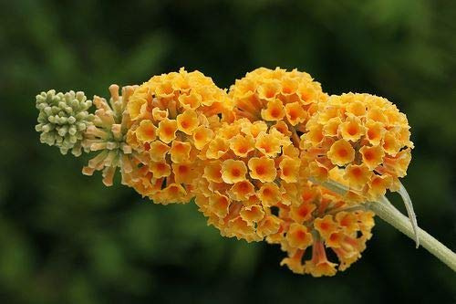 X weyeriana Sun Buddleia Snetling in 9 cm Pot : Seeds Only