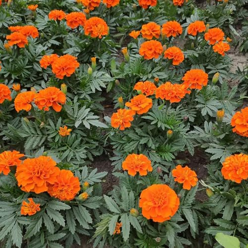 ringelblumensamen bio, frühlingsblumen winterharte für garten Studentenblume,tagetes hochbeett balkonblumen exotische zimmerpflanzen bienenfreundliche 50pcs