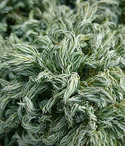 9cm Pot Chamaecyparis pisifera Boulevard Dwarf Conifers (6 Pack)