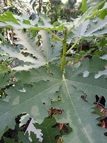 Ficus carica Ice Crystal - Feige Ice Crystal