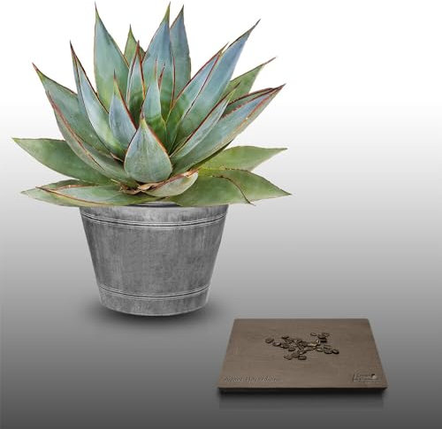 25 graines à semer - Le Grenier d'Abondance - AGAVE HAVARDIANA - Plante Succulente