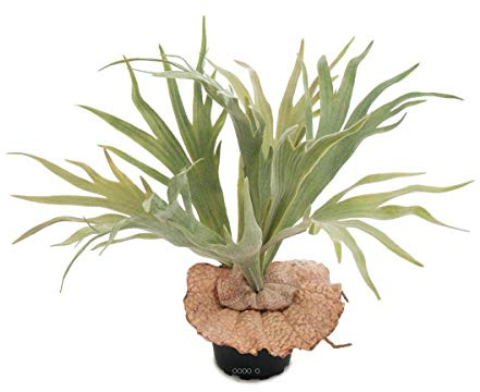 Artificielles.com - Platycerium bifurcatum künstlich im Topf, H 30 cm, D 40 cm