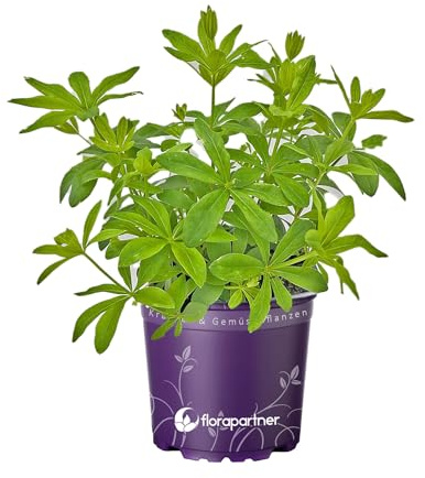 Waldmeister Galium odoratum 1stk./Kräuter Pflanze