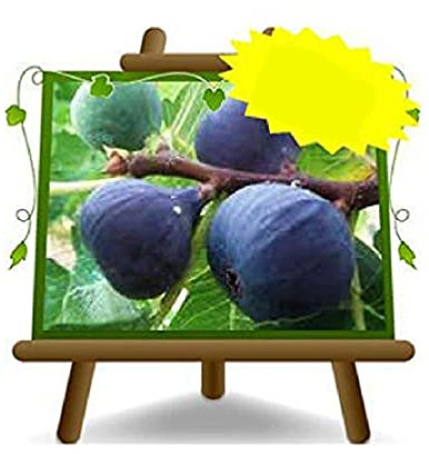 EURO PLANTS VIVAI Fico Turca - Pianta da Frutto Antico su Vaso da 20 cm. - *Altezza: 150~170 cm. - Età 2 Anni