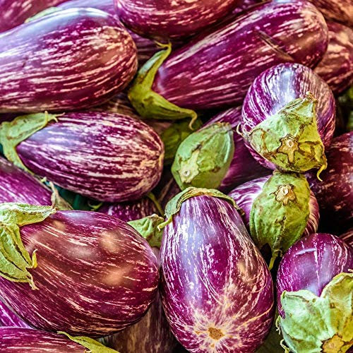 Aubergine Listada de Gandia Samen