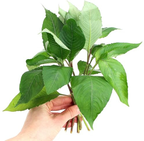 Hygrophila Corymbosa Loose Plants for Freshwater Tropical Aquarium Tank K2aqua