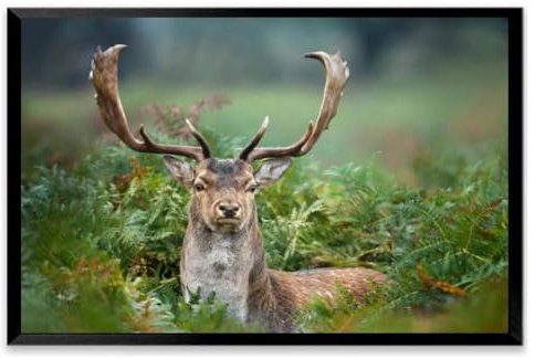 Close up a Fallow deer fern Black Framed Canvas Wall Art for Living Room Bedroom Kitchen Bathroom Prints Pictures Wall Decor Posters Painting Artwork 16x24