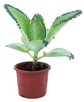Kalanchoe Daigremontiana Planta Purificadora: Purifica tu Entorno con esta Opción Natural