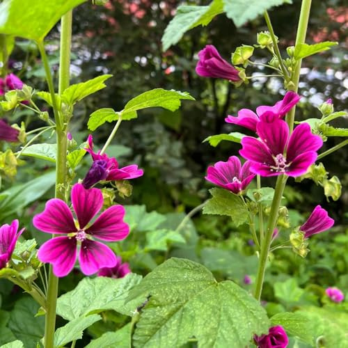 malva, ornamentali per zone soleggiate semi di malva decorativo balcone recisi per l' di semi ombra selvatici 1200semi