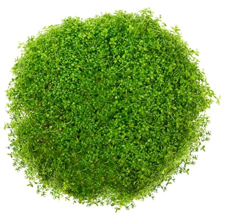 Hemianthus callitrichoides Cuba - in vitro - im 5,5-cm-Becher | Kubanisches Perlkraut mit feinen, hellgrünen Blättern - dichter Bodendecker für den Vordergrund und anspruchsvolle Aquascapes