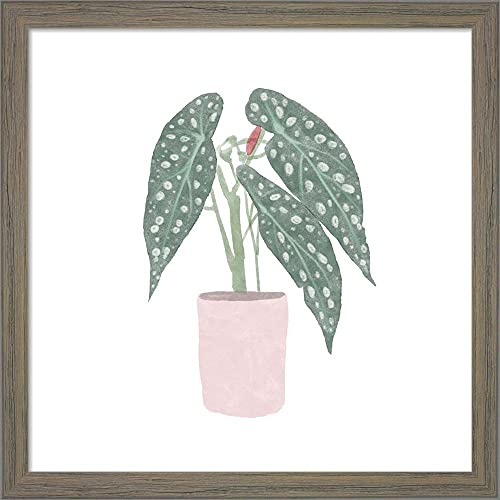 Polka Dot Begonia V by Bannarot Framed Art Print Wall Picture, Unknown Frame, 13 x 13 inches