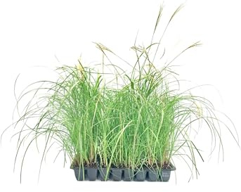 Adagio Maiden Grass | 3 Live Plants | Micanthus Sinensis | Hardy Ornamental Grass Perfect for Landscaping and Gardening