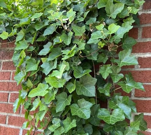 100 semi di edera verde