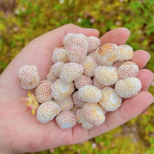 semillas de fresa silvestre - cubierta fresa silvestre invernadero interior invernadero interior trepadoras de balcón invernaderos balcón orgánico, 100pcs