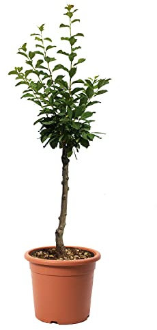 KENTIS – Zwerg Pflaumenbaum – Plum – Echte Outdoor Pflanzen – Garten Obstbaum – Obstpflanzen – Topf Ø 24 cm