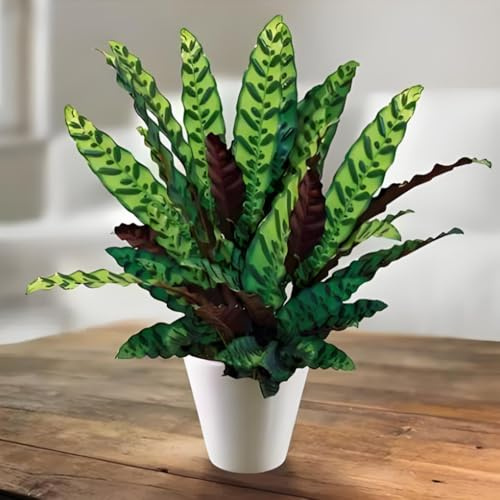 500 pcs Calathea pflanze samen-alocasia- winterharte pflanzen für garten blumen garten、pflanzen samen echte pflanzen、schnell wachsender winterfeste pflanzen für balkon garten geschenk、SchöNe