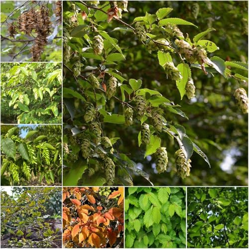 Semillas de seto de carpe semillas exóticas ornamental resistentes para el jardín tallo resistente Serie raras 50pcs