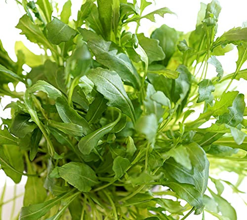 Astro Salatrucola - Klassische Rucola - Salate - 500 Samen