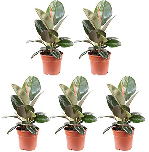 5er-Set Gummibaum - echte Zimmerpflanze, Ficus elastica 'Robusta' - Höhe ca. 50 cm, Topf-Ø 17 cm