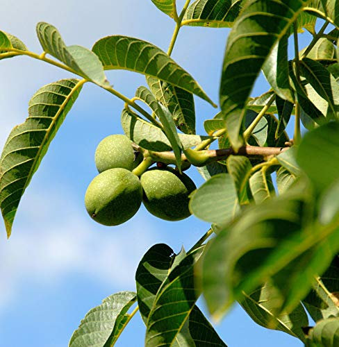Echter Walnuss 100-125cm - Juglans regia - lebende Gartenpflanze aus den Baumschulen
