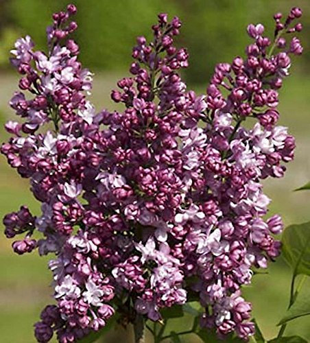 Edelflieder Perle von Stuttgart - Kircher-Collection 40-60cm - Syringa vulgaris