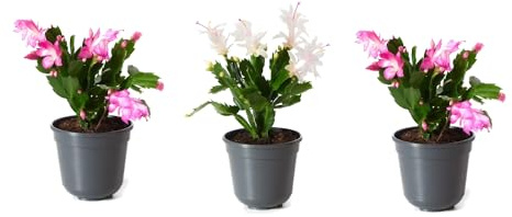 3 Unidades de Cactus de Pascua o Schlumbergera Plantas Naturales Fáciles de Mantener
